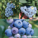 BLUEBERRY BUNDLE-