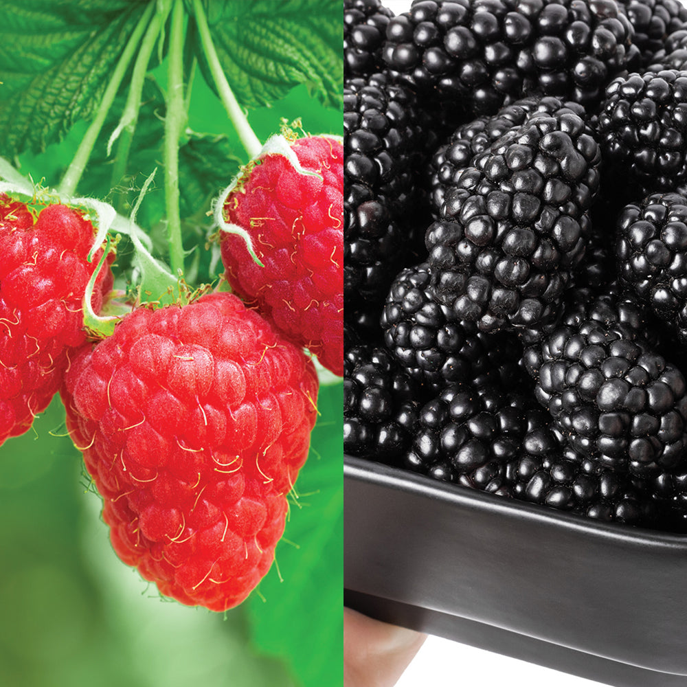 Giant Berry Plant Combo | Raspberry & Mulberry Plants | Territorial Seed