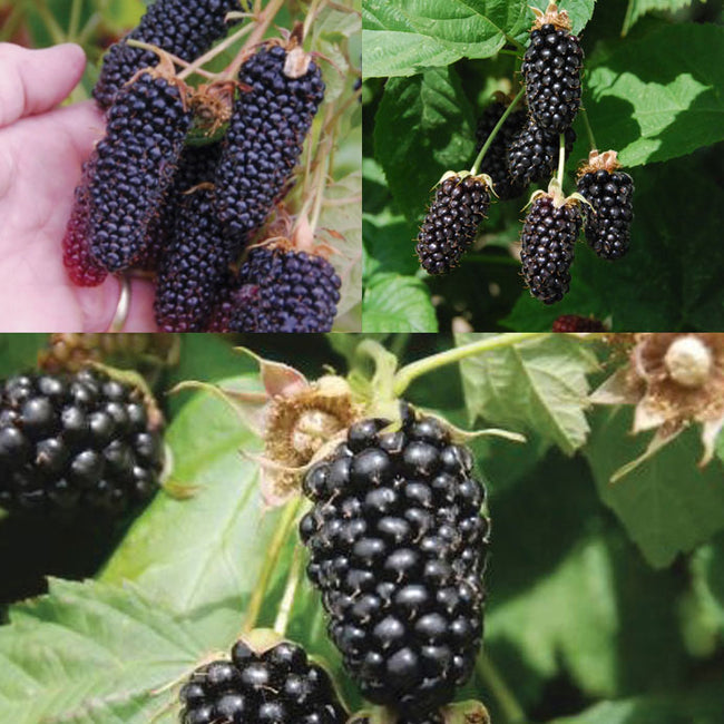 COLUMBIA COLLECTION-BLACKBERRY