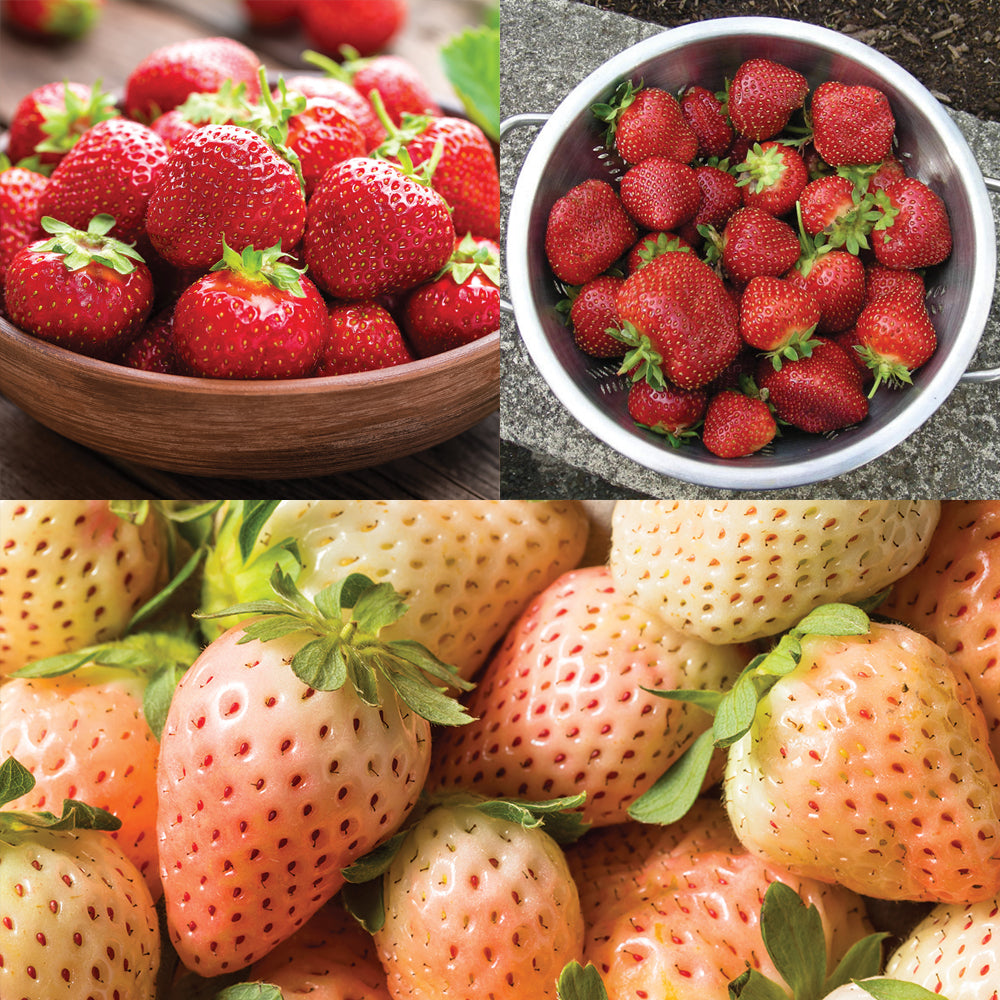 flamenco strawberry seeds Strawberry Plant Collection | Flamingo, Pineberry, & Honeoye Strawberry  Plants