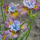 PAINTED WOMAN IRIS