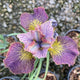 PAINTED WOMAN IRIS