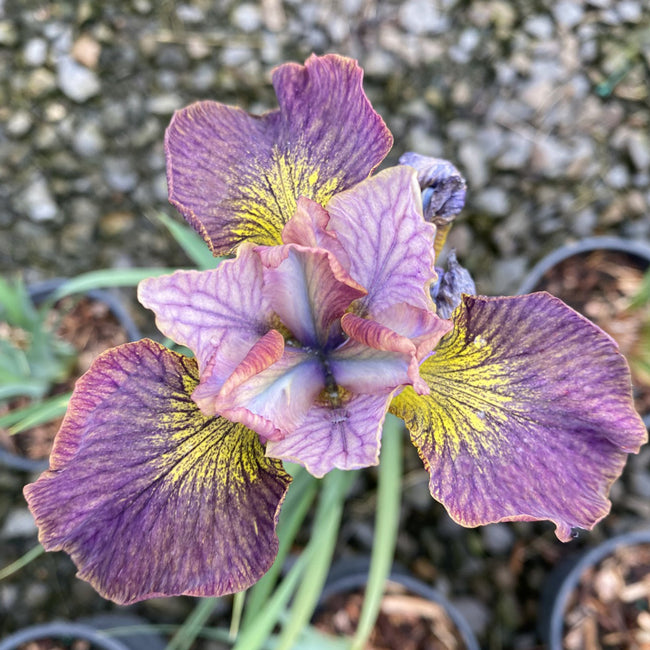 PAINTED WOMAN IRIS