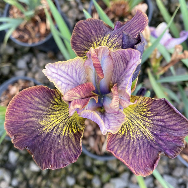 PAINTED WOMAN IRIS