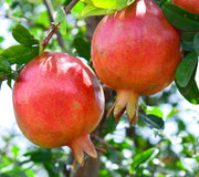 Two ripe, bright red afganski pomegranates hanging on a tree with green leaves in the background.