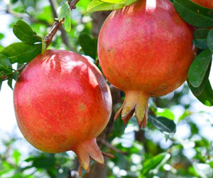 Two ripe, bright red afganski pomegranates hanging on a tree with green leaves in the background.