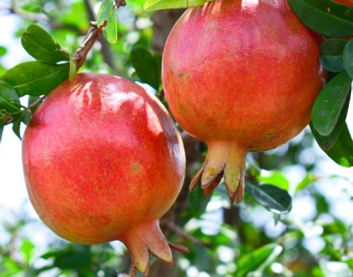 Two ripe, bright red afganski pomegranates hanging on a tree with green leaves in the background.
