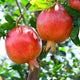 Two ripe, bright red afganski pomegranates hanging on a tree with green leaves in the background.