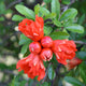 Close up of a pomegranate tree with flower blooms and the start of pomegranate fruit.