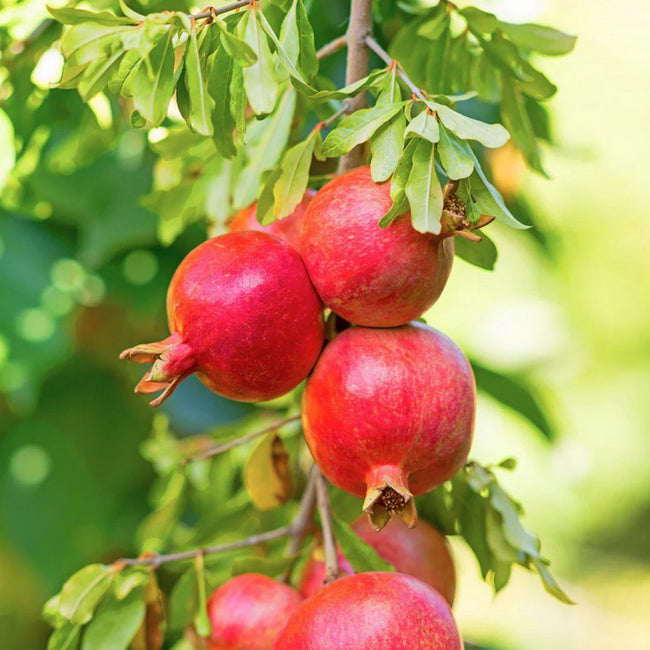 Kara Bala Miursal Pomegranate fruits on a tree with green leaves in the background.