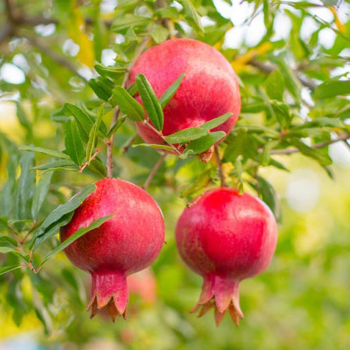 Kara Bala Miursal pomegranate fruit growing on a pomegranate tree