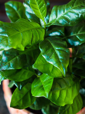 Close-up of a potted plant with green leaves
