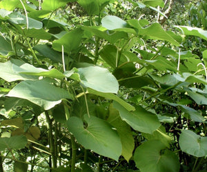 HOJA SANTA-HOJA SANTA