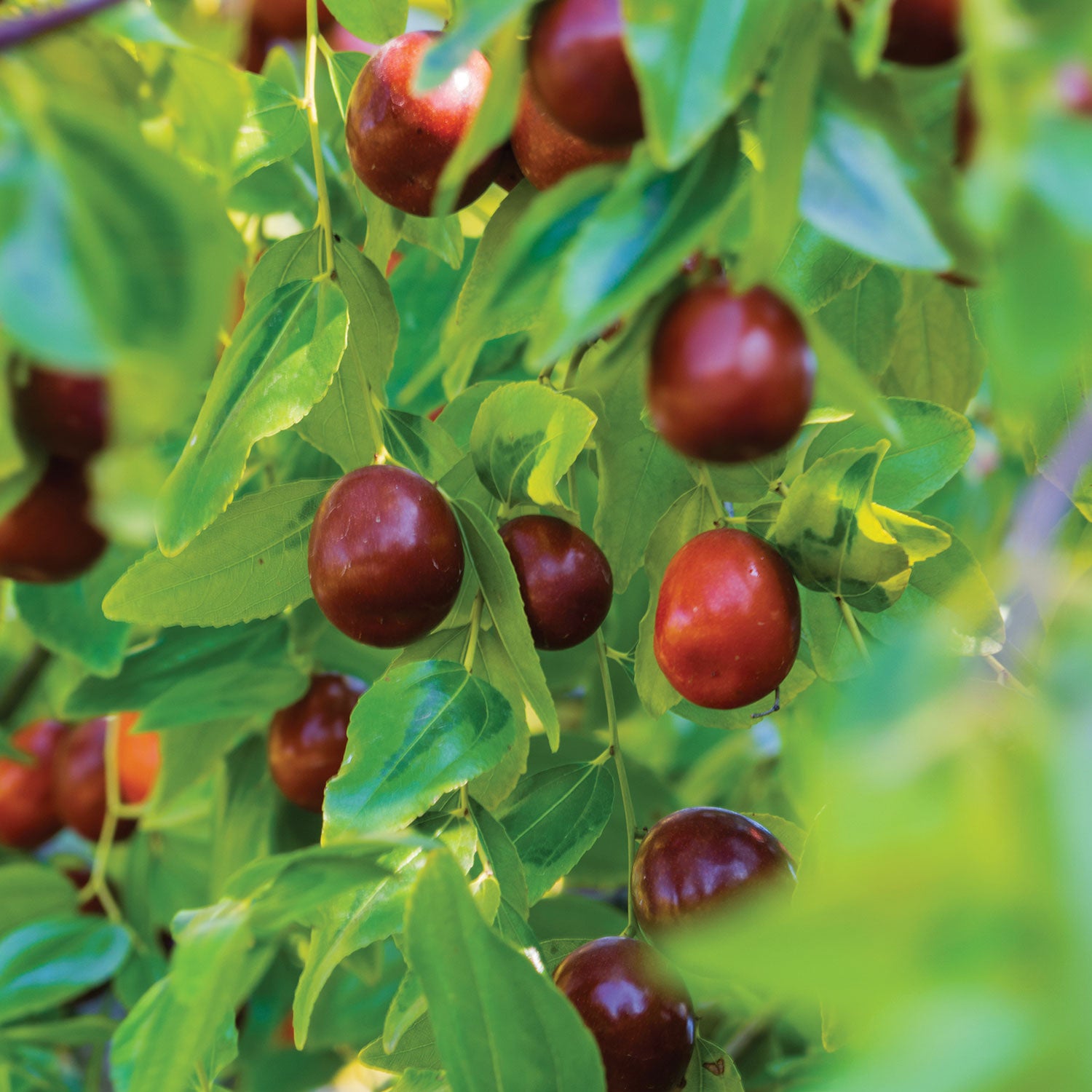 Li Jujube Plant | PLANT / 1 plant SOLD OUT | Territorial Seed