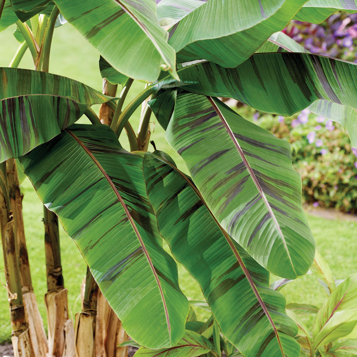 Ever Red Banana