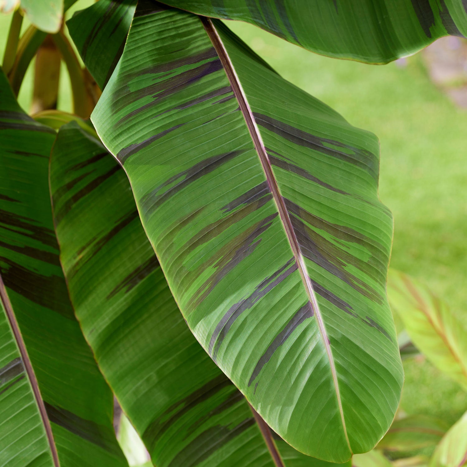 Ever Red Banana - Thumbnail 2