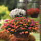 Close-up of Passionfruit lantana in a hanging basket showcasing multicolored fuchsia and tangerine flower clusters