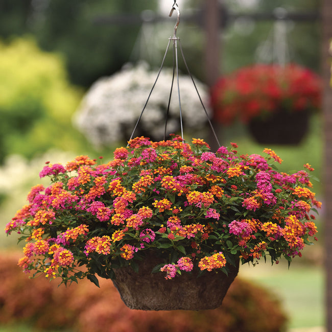 Close-up of Passionfruit lantana in a hanging basket showcasing multicolored fuchsia and tangerine flower clusters