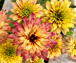 SUMMERINA® GLOW SUGAR SHAKE-ECHIBECKIA