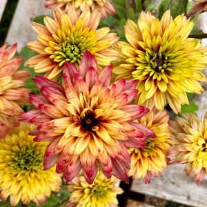 SUMMERINA® GLOW SUGAR SHAKE-ECHIBECKIA