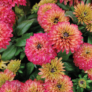 SUMMERINA® GLOW SUGAR SHAKE-ECHIBECKIA