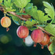PIXWELL-GOOSEBERRY