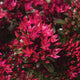 SPOT ON™ RED-SEDUM