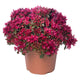 SPOT ON™ RED-SEDUM
