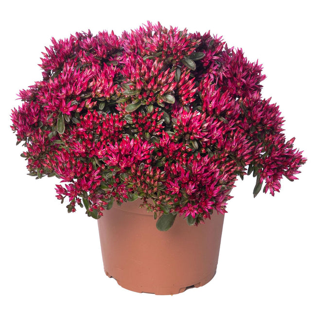 SPOT ON™ RED-SEDUM