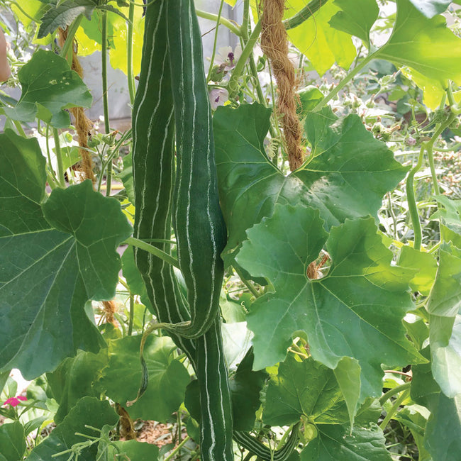 SNAKE GOURD-SNAKE GOURD