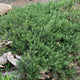 Green cumberland rosemary with dry leaves on the ground