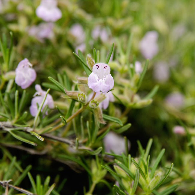 Close-up of a cumberland rosemary  plant with small purple flowers and green leaves.