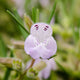 Close-up of a small purple cumberland rosemary  flower with green leaves on a blurred natural background