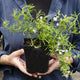 Person holding a potted plant of cumberland rosemary with green leaves and small white flowers.