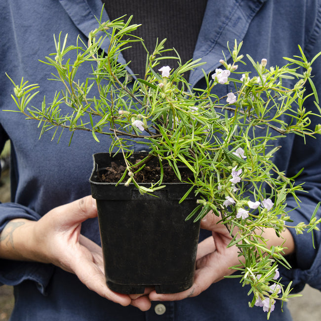 Person holding a potted plant of cumberland rosemary with green leaves and small white flowers.