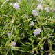 Close-up of a cumberland rosemary with small purple flowers and green leaves.