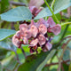 Close-up of purple groudnut flower buds on a green leafy background