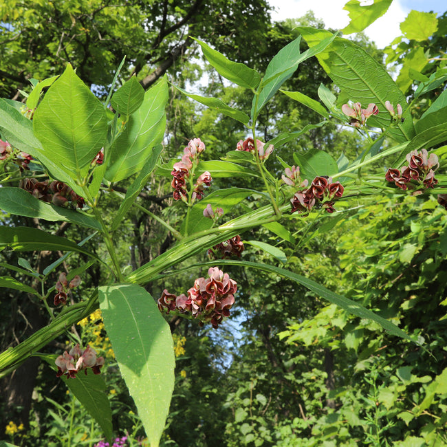 Floral and leafy groundnut plant with pinkish flowers in a natural setting