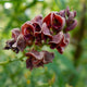 Close-up of purple groundnut flowers with green leaves in the background