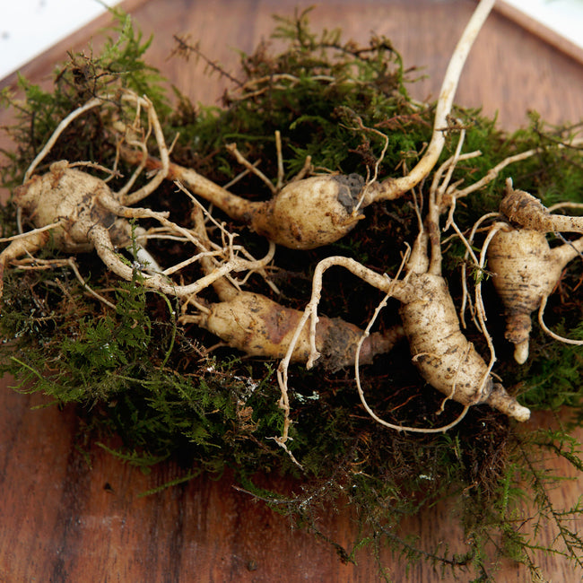 AMERICAN GINSENG ROOTLETS