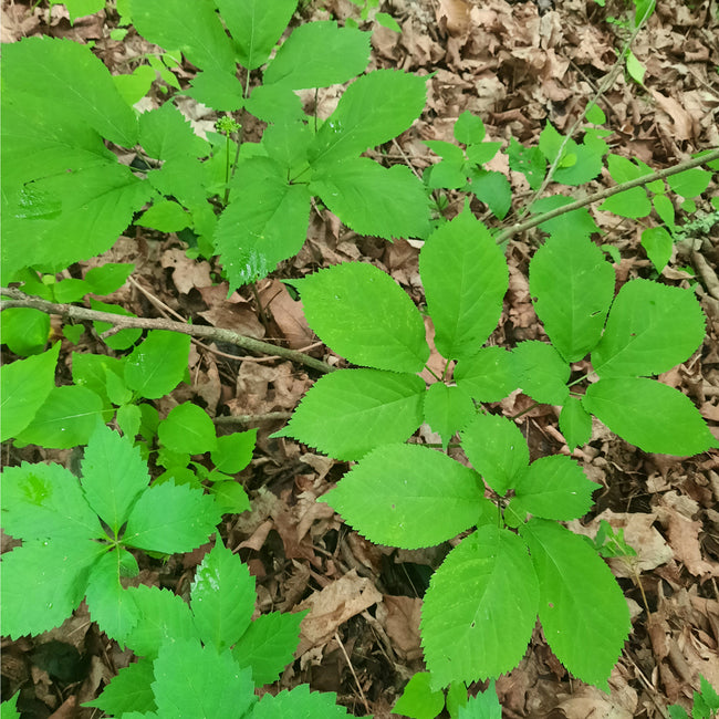 AMERICAN GINSENG ROOTLETS