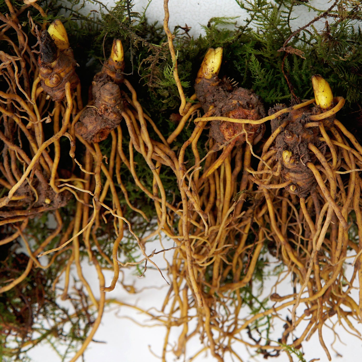 Goldenseal Rhizome