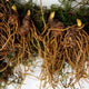 GOLDENSEAL RHIZOME-GOLDENSEAL
