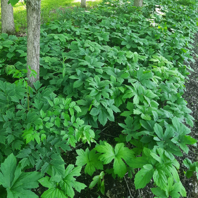 GOLDENSEAL RHIZOME-GOLDENSEAL