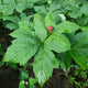 GOLDENSEAL RHIZOME-GOLDENSEAL