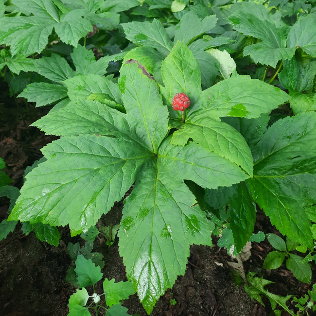 GOLDENSEAL RHIZOME-GOLDENSEAL