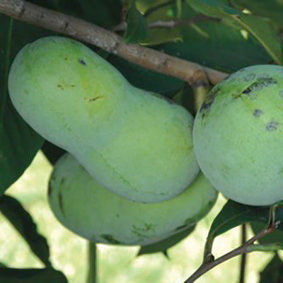 PENNSYLVANIA GOLDEN-PAWPAW