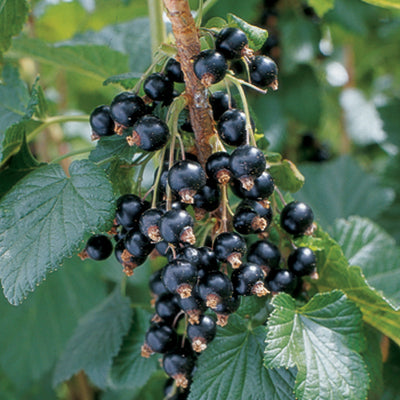 Close-up of Blackdown currant shrub showing clusters of ripe black berries and green leaves