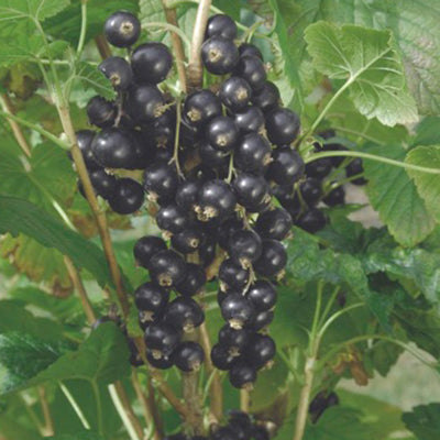 KANTATA 50-CURRANT