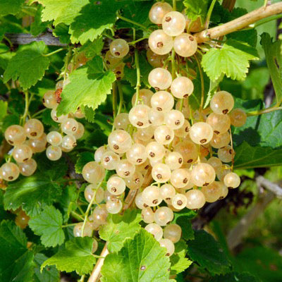 Zitavia Currant Plant | PLANT / 1 plant SOLD OUT | Territorial Seed